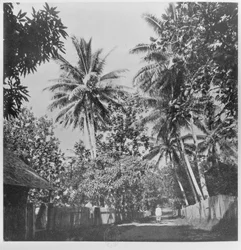 Une rue à Papeete, de 
